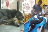 Bị 4 người đàn ông hiếp dâm tập thể, chú chó chết sau 3 ngày điều trị