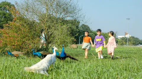 Chim công, vịt trời, thiên nga làm tổ trong khu đô thị Ecopark