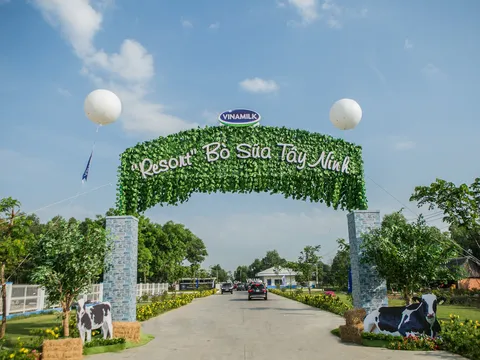 "Resort" bò sữa Vinamilk Tây Ninh ngôi nhà lý tưởng của cô bò hạnh phúc