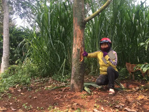 Vườn sầu riêng tiền tỉ bị đầu độc gây thiệt hại trên 800 triệu đồng