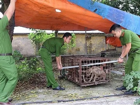 Khởi tố chủ đàn chó cắn chết bé trai 7 tuổi ở Hưng Yên