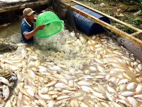 Đồng Nai: 1.000 tấn cá bè chết sau năm ngày