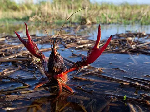 Tôm hùm đất có thể trở thành 'đại họa' cho nông nghiệp Việt Nam