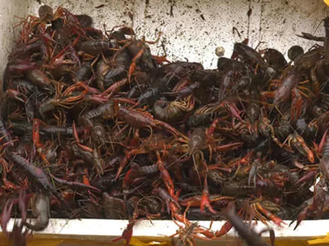 Tôm hùm đất nhập lậu nhanh chóng bị 'rút' khỏi thị trường