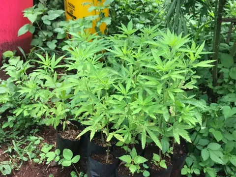 Phát hiện một hộ dân trồng hơn 200 cây cần sa trong vườn và rẫy