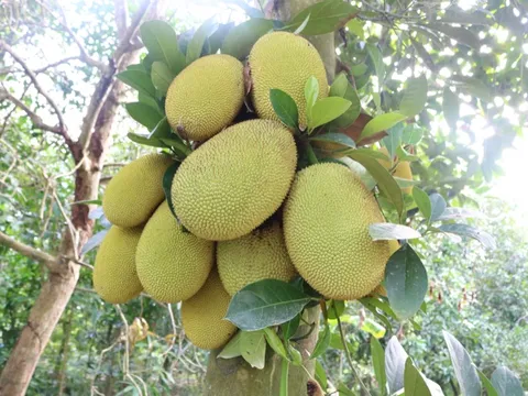 Mít Thái rớt giá thảm hại, điều đã được dự báo trước