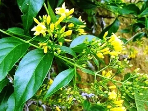 Bị cấm không cho cưới, đôi nam nữ ở Nghệ An ăn lá ngón tự tử