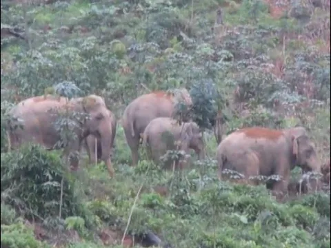 Nghệ An chi gần 19 tỷ đồng bảo tồn khẩn cấp đàn voi