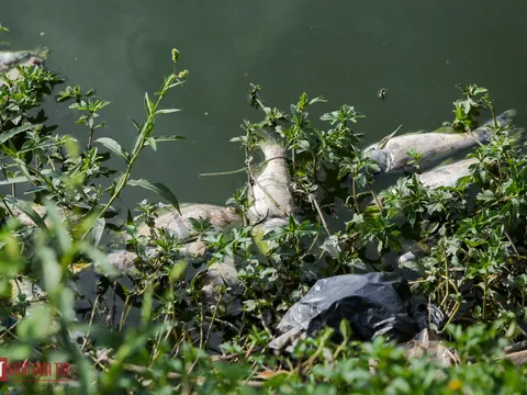 Công viên Yên Sở ô nhiễm vì cá nổi trắng hồ