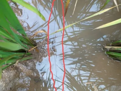 Thái Bình: Dùng điện để bẫy chuột khiến hàng xóm ra đồng chăm lúa tử vong