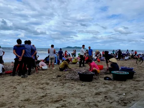 Người dân ào ra biển Cửa Lò vớt 'lộc trời'sau bão số 4