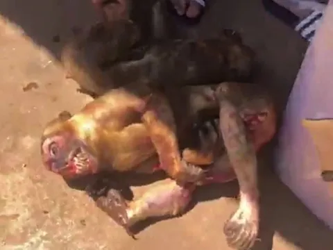 Phát hiện 8 cá thể khỉ bị giết trên xe khách ở Đắk Lắk