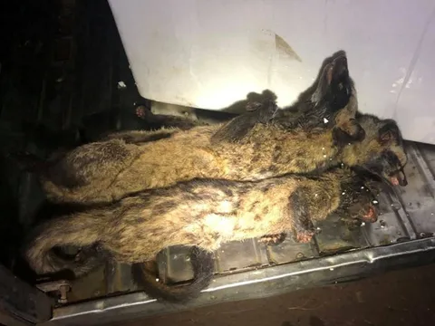 Phát hiện xe vận chuyển động vật hoang dã tại Đắk Lắk