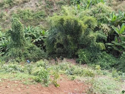 Lạnh người lời khai của thiếu niên 14 tuổi nghi sát hại bé trai 11 tuổi