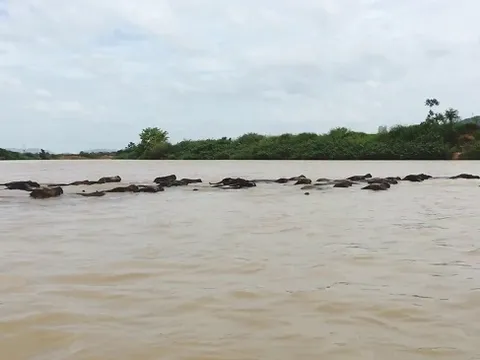 Tìm thấy thi thể nam thanh niên bơi sông tìm trâu bị nước cuốn trôi