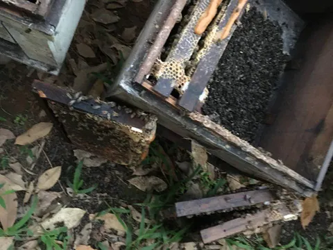 Quảng Trị: Điều tra vụ 315 thùng ong nuôi chết la liệt, nghi bị đầu độc