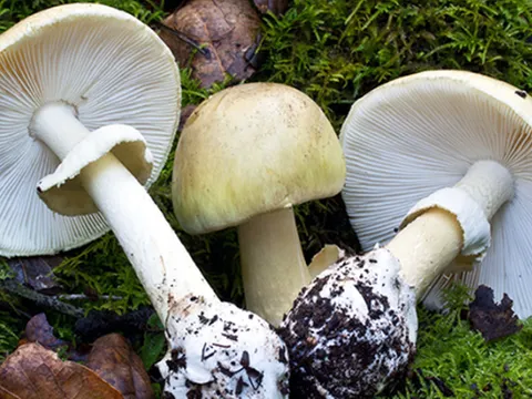 4 người trong cùng gia đình phải nhâp viện cấp cứu do ngộ độc nấm rừng