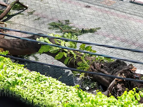 Vụ cây phượng bật gốc, đè học sinh tử vong: Công ty cây xanh lên tiếng