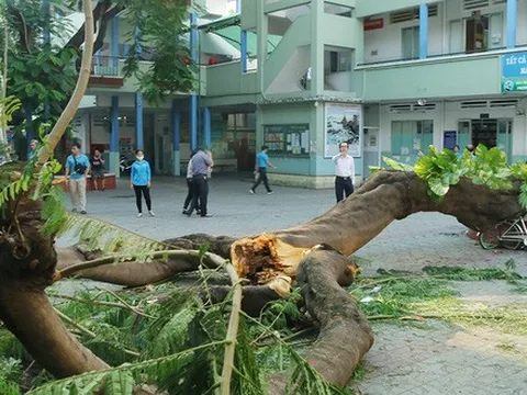 Sau vụ cây xanh đè chết học sinh, Hà Nội yêu cầu rà soát hệ thống cây xanh trong trường học