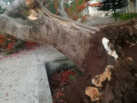 Lại thêm một cây phượng cổ thụ bật gốc, đổ gục trong trường học