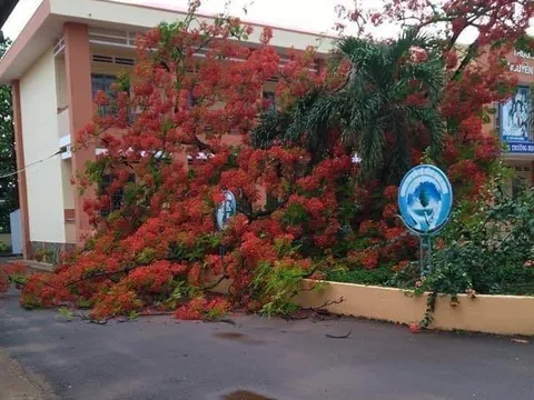 Thêm một cây phượng ở trường tiểu học ngã bật gốc sau mưa lớn