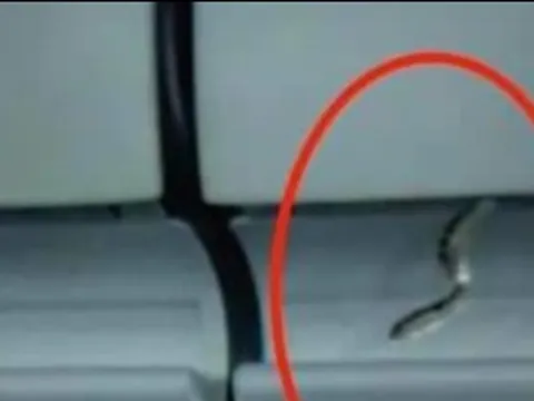 Phát hiện rắn trong hộc hành lý máy bay ở sân bay Tân Sơn Nhất