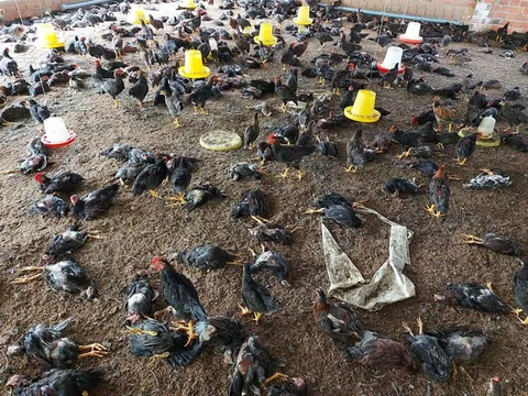 Công bố dịch cúm gia cầm H5N6 ở thành phố Buôn Ma Thuột