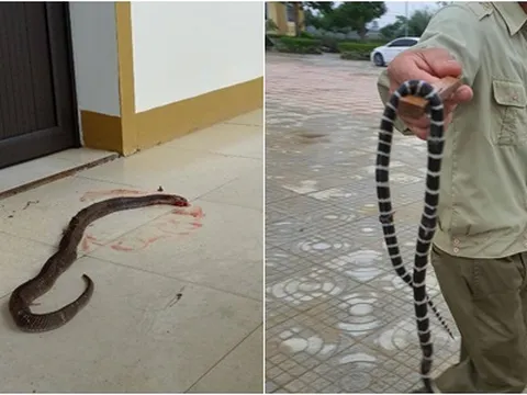 Hà Tĩnh: Nước lũ rút, rắn độc, côn trùng bò khắp văn phòng, trường học