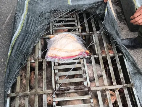 Phát hiện 70 cá thể Dúi trên xe khách đường dài