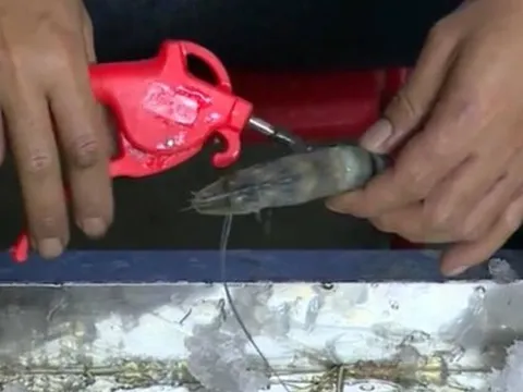 Phát hiện cơ sở bơm tạp chất vào hơn 1 tạ tôm tại Hải Phòng