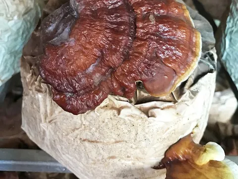 Uống rượu ngâm nấm ngọc cẩu, 6 người trong 1 gia đình bị ngộ độc