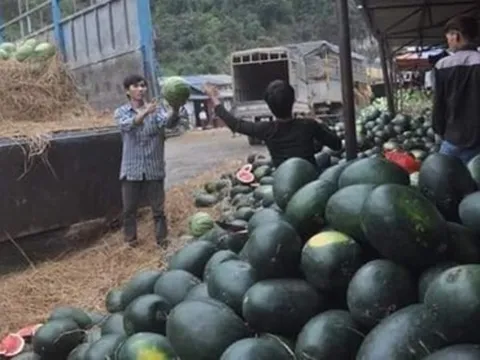 Sao Việt mua hàng trăm ký dưa hấu để ủng hộ người nông dân