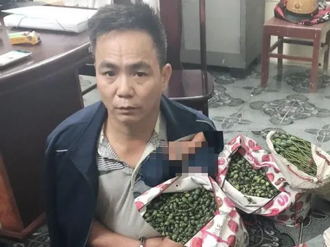 Bắt giữ người đàn ông vận chuyển hơn 50kg quả thuốc phiện tươi đi bán kiếm lời