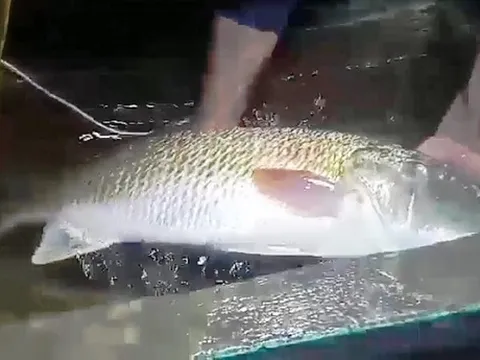 Nghệ An: Ngư dân câu được cá nghi sủ vàng quý hiếm nặng hơn 5kg