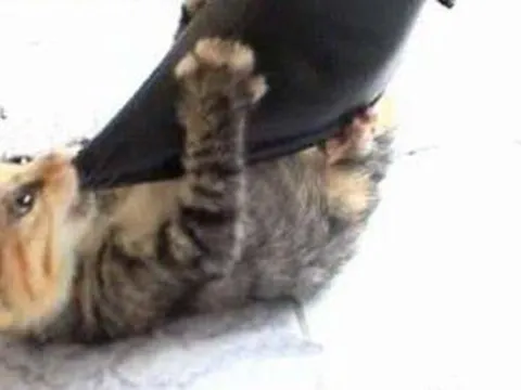 Từ 20/4, hành hạ tàn nhẫn chó, mèo bị phạt bao nhiêu tiền?