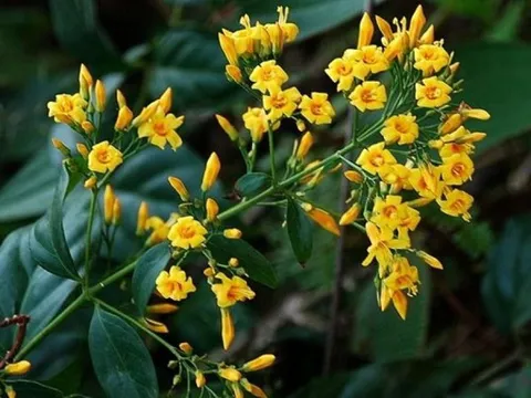 Nguyên nhân vụ nữ sinh lớp 7 ăn lá ngón tự tử ở Nghệ An