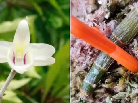 Đấu giá 2 mầm lan đột biến được 536 lượng vàng để gây quỹ phòng chống COVID19, tấm lòng vì đồng bào không thể đo đếm