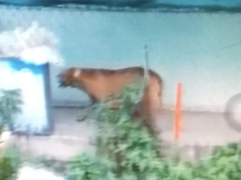 Long An: Người đàn ông bị chó Pitbull cắn tử vong trong quán cà phê