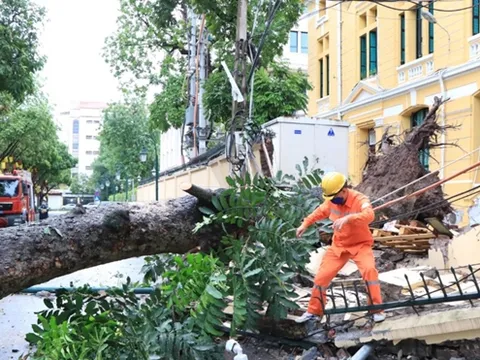 Cây cổ thụ bật gốc, đổ sập tường TAND tối cao ở Hà Nội