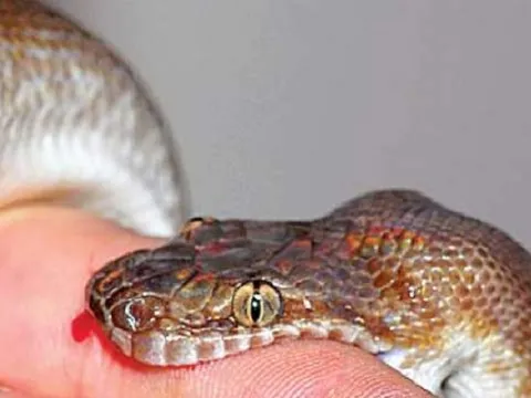 Bé trai bị rắn độc cắn tử vong khi đi chăn bò