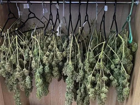 Phát hiện đôi vợ chồng giấu 103 cành cần sa trong tủ quần áo