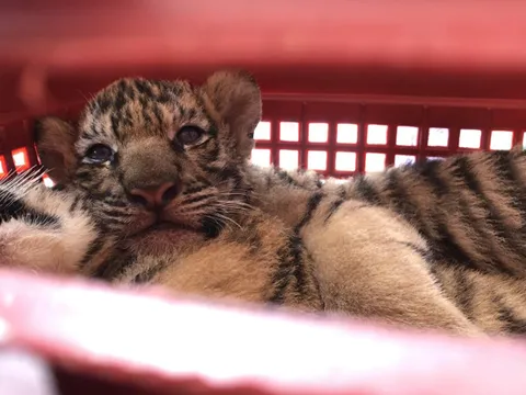 Bắt 2 đối tượng vận chuyển 7 cá thể hổ sống đi tiêu thụ