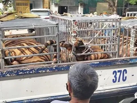Nghệ An: Phát hiện 17 con hổ được nuôi nhốt trái phép trong nhà dân