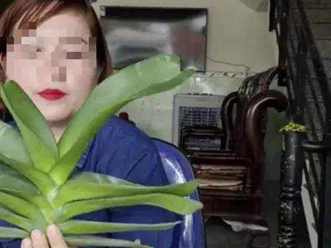 Nữ giáo viên livestream bán lan hơn 26 tỷ đồng chưa đăng ký thuế