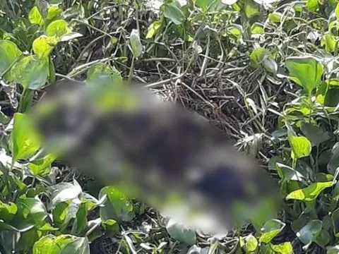 TP.HCM: Phát hiện thi thể nam giới nổi trên sông Sài Gòn