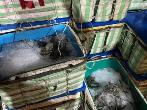 Phát hiện xe tải chở hơn 1,3 tấn tôm nguyên liệu chứa tạp chất