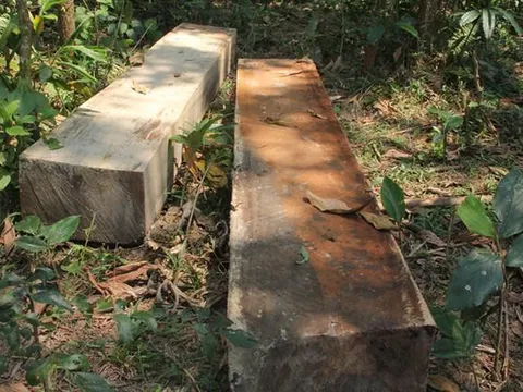 Cán bộ xã bị cách chức vì mua bán, cất giữ gỗ trái phép