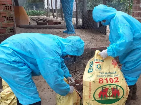 Quảng Ngãi lần đầu tiên xuất hiện ổ dịch cúm A (H5N8)