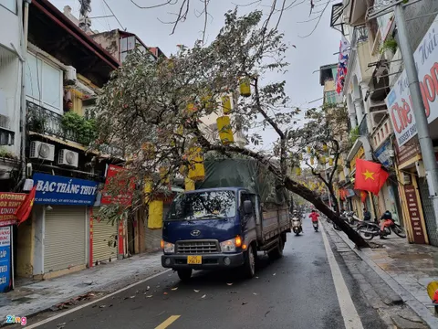 Hà Nội: Cây xanh trên phố cổ bật gốc đè trúng xe tải