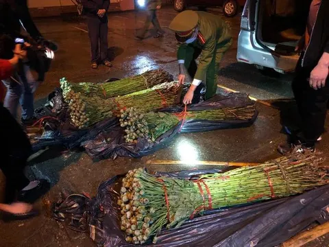 Lạng Sơn: Phát hiện ô tô vận chuyển hơn 1.000 cây thuốc phiện